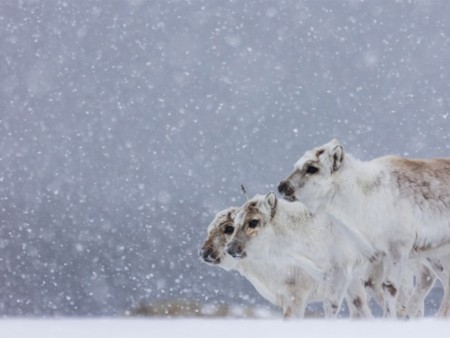 Zeilen Spitsbergen Antigua