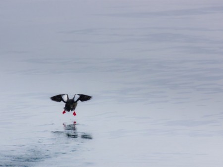 Zeilen Spitsbergen Antigua