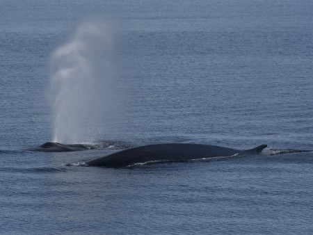 Zomer In Spitsbergen Oceanwide Expeditions 3