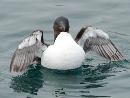 Zomer In Spitsbergen Oceanwide Expeditions 5