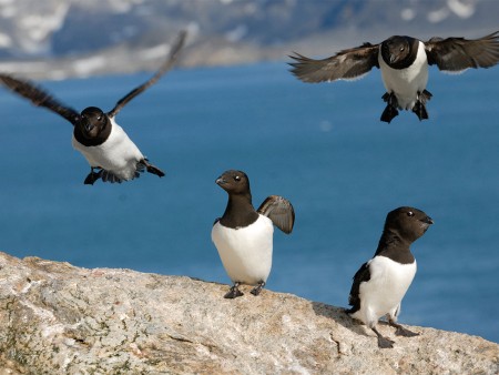 Zomer In Spitsbergen Oceanwide Expeditions 6