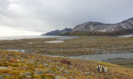 Zuid Georgia Oceanwide Expeditions Robert Wilpernig