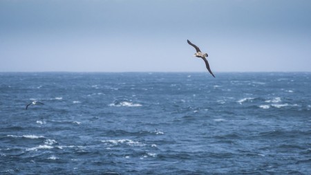 Zuidelijke Atlantische Oceaan Hurtigruten Karsten Bidstrup