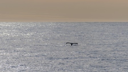 Zuidelijke Stille Oceaan Hurtigruten Karsten Bidstrup