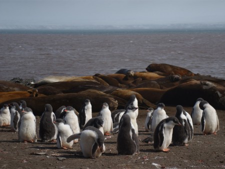 Zuidelijke Poolcirkel Expeditie Oceanwide Expeditions 6