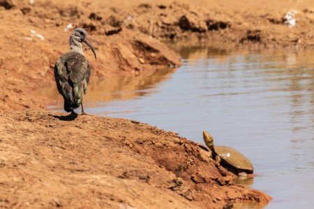 Addo Elephant Park Vogel Schildpad Zuid Afrika