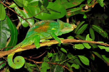 Andasibe Mantadia National Park Douwe Baas