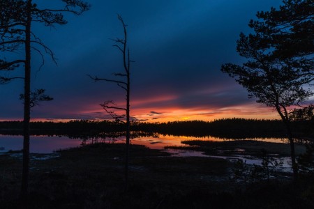 Auerhoen En Korhoen Balts 4 Dagen Nationaal Park Tiveden In Zweden Ramon Lucas