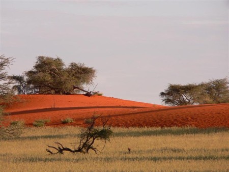 Auob Lodge Kalahari Red Dune