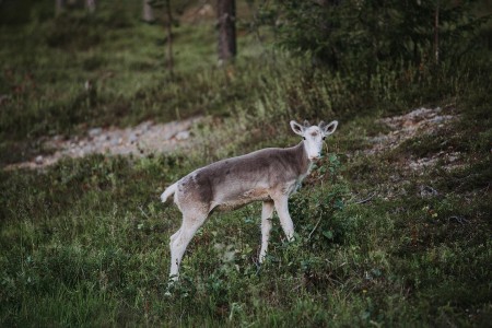 Autorondreis Lapland Kalle Finland Lapland Reindeer By Julia