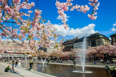 Autorondreis Zweden Vanir Lola Akinmade Akerstrom Cherry Bloom In Stockholm