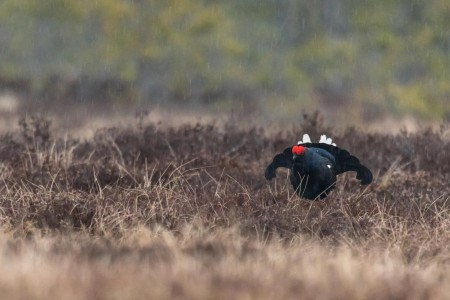 Baltsende Korhoen Nationaal Park Tiveden In Zweden Ramon Lucas 1