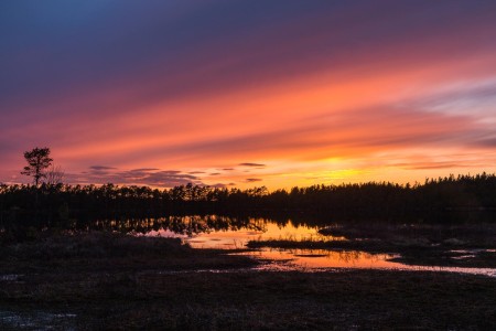 Baltsende Korhoen Nationaal Park Tiveden In Zweden Ramon Lucas
