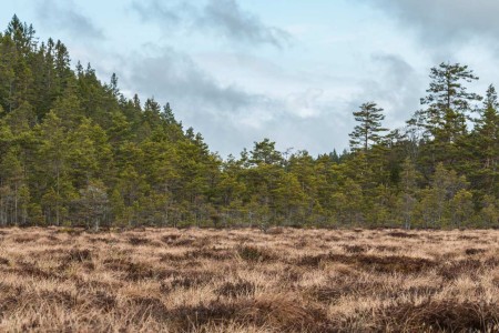 Baltsende Korhoen Nationaal Park Tiveden In Zweden Omgeving Ramon Lucas
