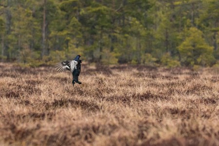 Baltsende Korhoen Nationaal Park Tiveden In Zweden Ramon Lucas 10