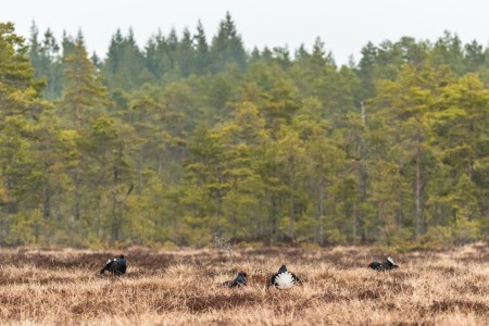 Baltsende Korhoen Nationaal Park Tiveden In Zweden Ramon Lucas 11