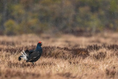 Baltsende Korhoen Nationaal Park Tiveden In Zweden Ramon Lucas 13