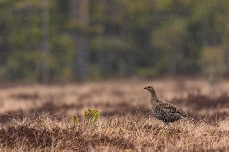 Baltsende Korhoen Nationaal Park Tiveden In Zweden Ramon Lucas 14