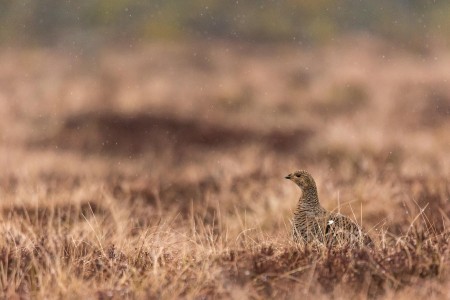 Baltsende Korhoen Nationaal Park Tiveden In Zweden Ramon Lucas 15