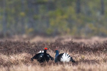 Baltsende Korhoen Nationaal Park Tiveden In Zweden Ramon Lucas 2