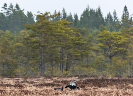 Baltsende Korhoen Nationaal Park Tiveden In Zweden Ramon Lucas 3