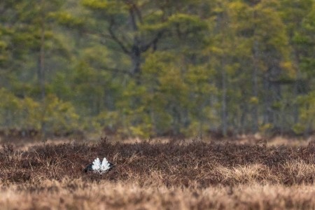 Baltsende Korhoen Nationaal Park Tiveden In Zweden Ramon Lucas 4