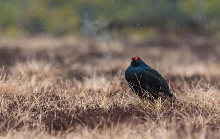 Baltsende Korhoen Nationaal Park Tiveden In Zweden Ramon Lucas 5