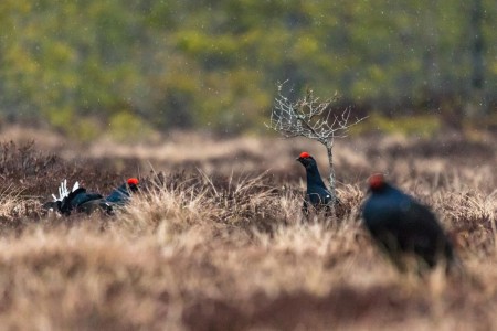 Baltsende Korhoen Nationaal Park Tiveden In Zweden Ramon Lucas 6