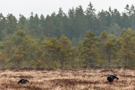 Baltsende Korhoen Nationaal Park Tiveden In Zweden Ramon Lucas 8