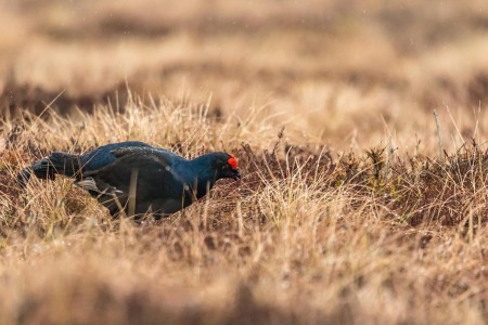 Baltsende Korhoen Nationaal Park Tiveden In Zweden Ramon Lucas 9