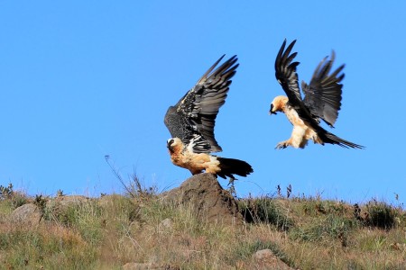 Bearded Vulture Wildlife Witsieshoek Mountain Lodge