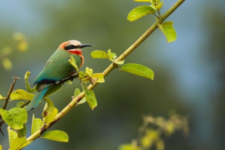 Bee Eater South Luangwa Zambia Crafted Africa Mike Varndell