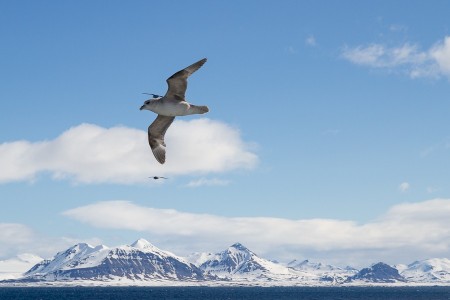 Beluga Reizen De Kustlijn Tussen Alkhornet En St Johnsfjord