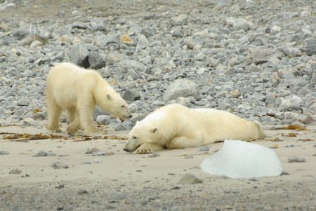 Beluga Reizen Ijsberenmoeder Met Jong Op Het Strand Spitsbergen