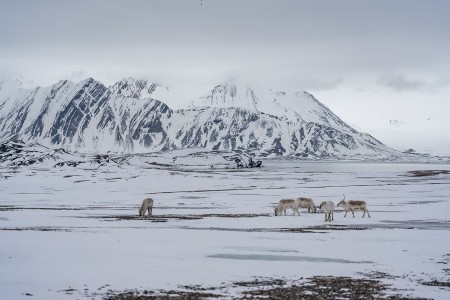 Beluga Reizen Rendieren St Johnsfjord