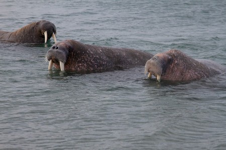 Beluga Reizen Walrussen Bij