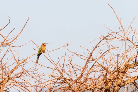 Bijeneter Bee Eater Mlilwane Swaziland Eswatini Ramon Lucas