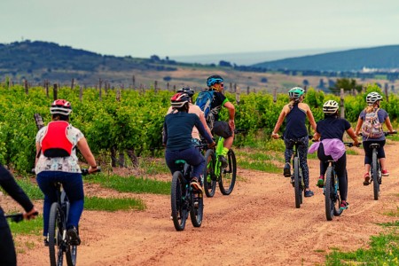 Bikes N Wines Cycle Tour Stellenbosch Fietsen