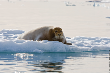 Bootreis Noord Spitsbergen Bearded Seal%2C Spitsbergen%2C June %C2%A9 Franco Banfi Oceanwide Expeditions Jpg Franco Banfi