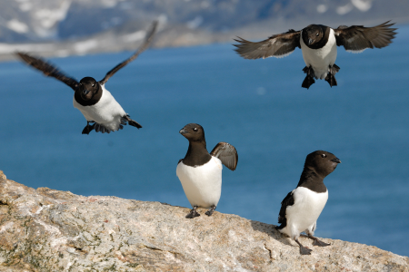 Bootreis Noord Spitsbergen Little Auk%2C Spitsbergen%2C May %C2%A9 Rinie Van Meurs Oceanwide Expeditions Jpg Rinie Van Meurs