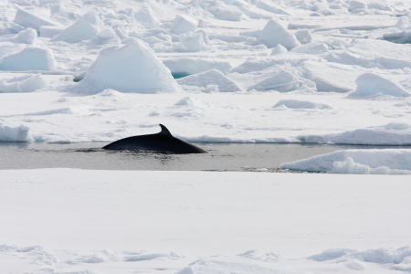 Bootreis Noord Spitsbergen Minke Whale In Spitsbergen%2C July  %C2%A9 Arjen Drost Oceanwide Expeditions Jpg Arjen Drost