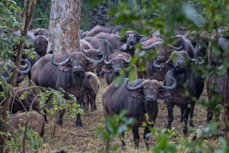 Buffalo Majete Wildlife Reserve Thawale