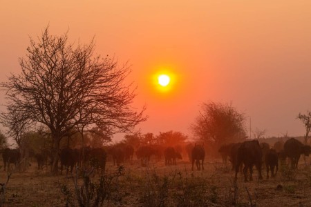 Buffel Chobe Zonsondergang Suid Afrika Reise