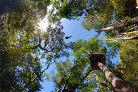 Canopy Tours Tsitsikamma Rainforest