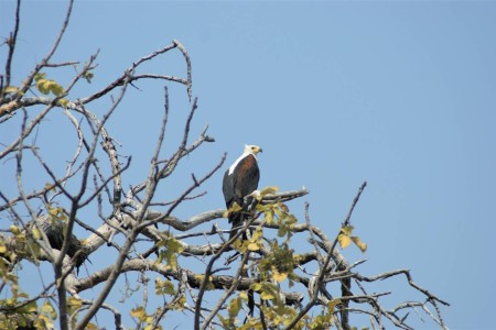 Caprivistrip Bwabwata National Park Fish Eagle Suid Afrika Reise