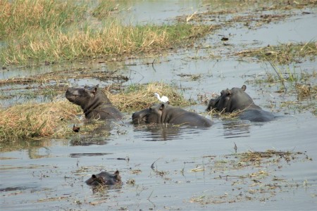 Caprivistrip Nijlpaarden Bwabwata National Park Suid Afrika Reise