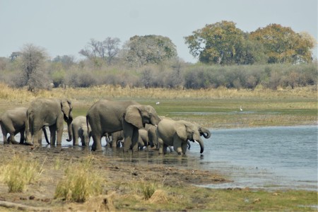Caprivistrip Olifanten Bwabwata National Park Suid Afrika Reise