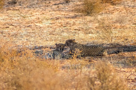 Cheetah Kgalagadi Transfrontier Park Suid Afrika Reise
