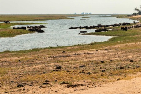 Chobe National Park Buffels Suid Afrika Reise