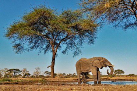 Chobe Olifant Suid Afrika Reise